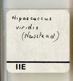 學名:Nipaecoccus viridis (Newstead, 1894)