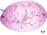 中文種名:橘球粉介殼蟲學名:Nipaecoccus filamentosus (Cockerell, 1893)