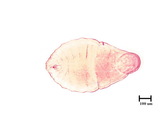 學名:Lepidosaphes pinnaeformis (Bouche, 1851)