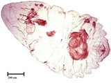 學名:Lepidosaphes pinnaeformis (Bouche, 1851)