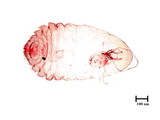 學名:Lepidosaphes pinnaeformis (Bouche, 1851)