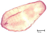 學名:Lepidosaphes pinnaeformis (Bouche, 1851)