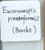 學名:Lepidosaphes pinnaeformis (Bouche, 1851)