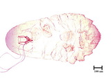 學名:Lepidosaphes pinnaeformis (Bouche, 1851)