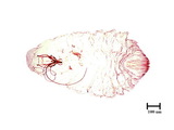 學名:Lepidosaphes pinnaeformis (Bouche, 1851)