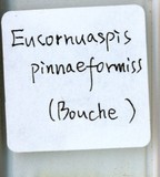 學名:Lepidosaphes pinnaeformis (Bouche, 1851)