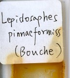 學名:Lepidosaphes pinnaeformis (Bouche, 1851)