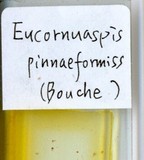 學名:Lepidosaphes pinnaeformis (Bouche, 1851)