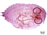 學名:Acanthococcus sutepensis (Takahashi, 1942)