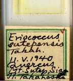 學名:Acanthococcus sutepensis (Takahashi, 1942)