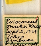 學名:Eriococcus onukii Kuwana, 1902