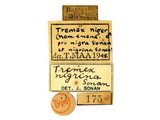 學名:Tremex nigrina Sonan, 1938