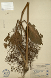 ǦW:Alisma plantago-aqualica L. var. orientale Samuel