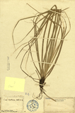 ǦW:Carex boottiana Hook et An