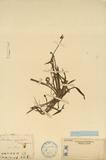 ǦW:Aneilema angustifolium N.E.Brown