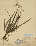 ǦW:Aneilema angustifolium N.E.Brown