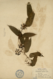 ǦW:Heterosmilax japonica Kunth