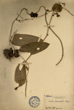 ǦW:Smilax lanceifolia Roxb.