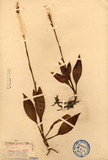 中文種名:穗花斑葉蘭