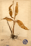中文種名:花柱蘭