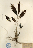 ǦW:Paracalanthe gracilis (Lindl.) Kudo