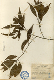 中文種名:錐果櫟