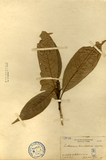 中文種名:大葉石櫟