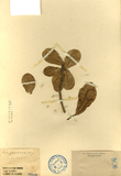 中文種名:鵝鑾鼻蔓榕