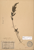 ǦW:Pouzolzia hypericifolia Bl.