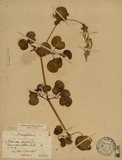 ǦW:Iresine herbstu var. aureo-reticulate