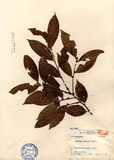 中文種名:香葉樹
