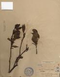 ǦW:Prunus communis Huds.