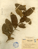 ǦW:Citrus medica Linn. subsp. germina.