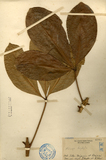 ǦW:Melicope triphylla