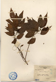 ǦW:Acalypha indica L.