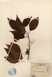 ǦW:Acalypha indica L.