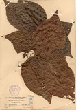 ǦW:Acalypha australis L.