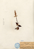 ǦW:Goodyera alboreticulata Hayata