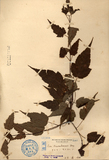 中文種名:尖葉槭