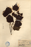 中文種名:台灣紅榨槭