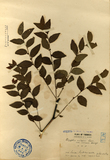 ǦW:Zizyphus vulgaris Lam. var. inermis Bunge