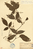 ǦW:Vitis shifunensis Hayata