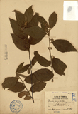 ǦW:Grewia parviflora var. glabrescans Rehd. et Miko.