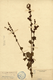 中文種名:垂桉草