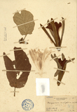 ǦW:Pterospermum aceritolium Willd.