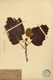 ǦW:Pterospermum aceritolium Willd.