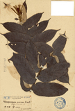 中文種名:翅子樹