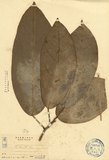 ǦW:Sterculia nobilis R. Br.