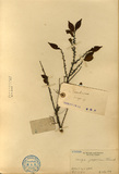 ǦW:Eurya japonica Thunb.
