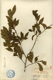 ǦW:Eurya leptophylla, Hay. Eurya acuminata DC.